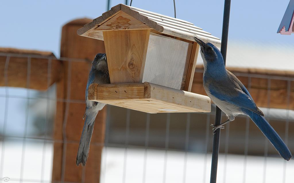 Western Scrub Jay-05