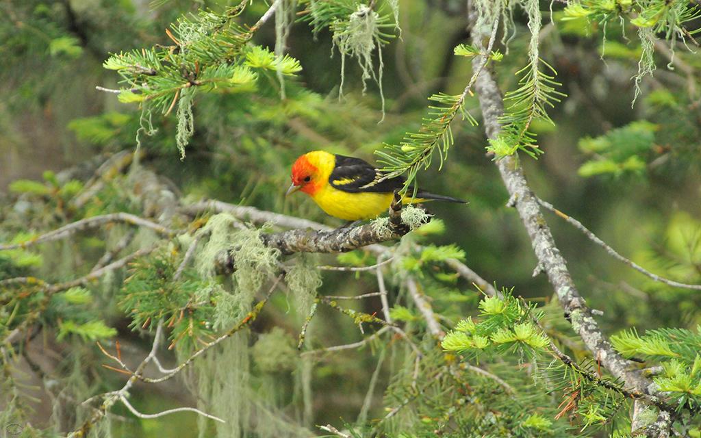 Western Tanager-01