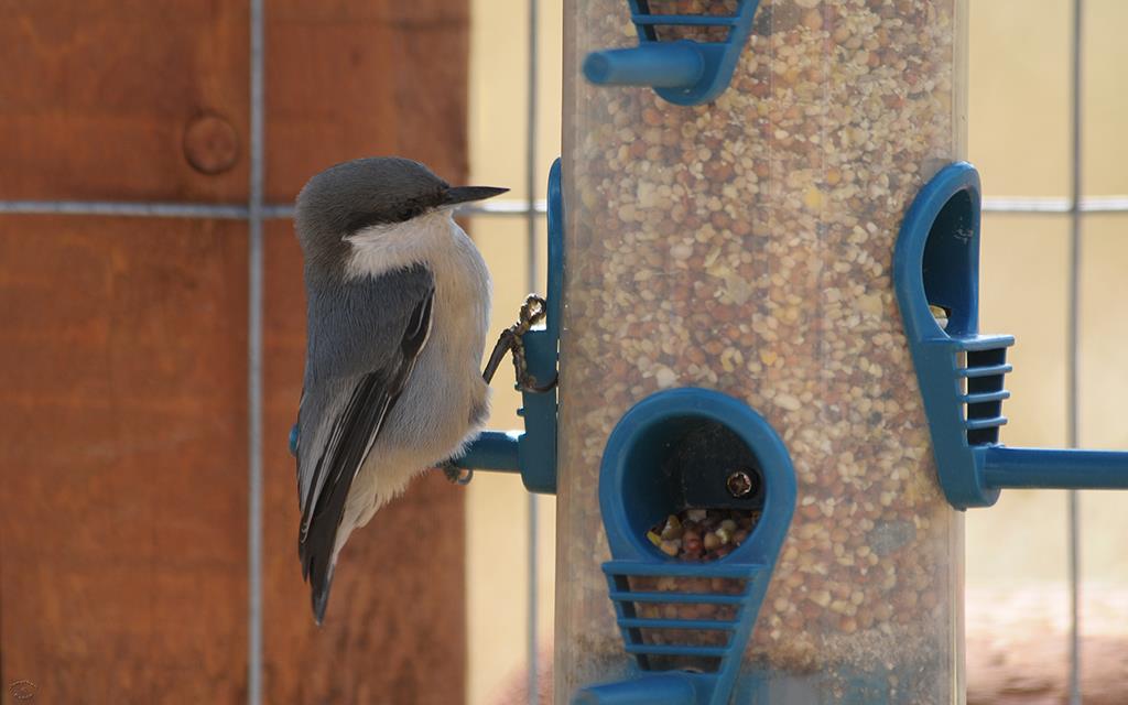 White-Breasted Nuthatch-01 (2)