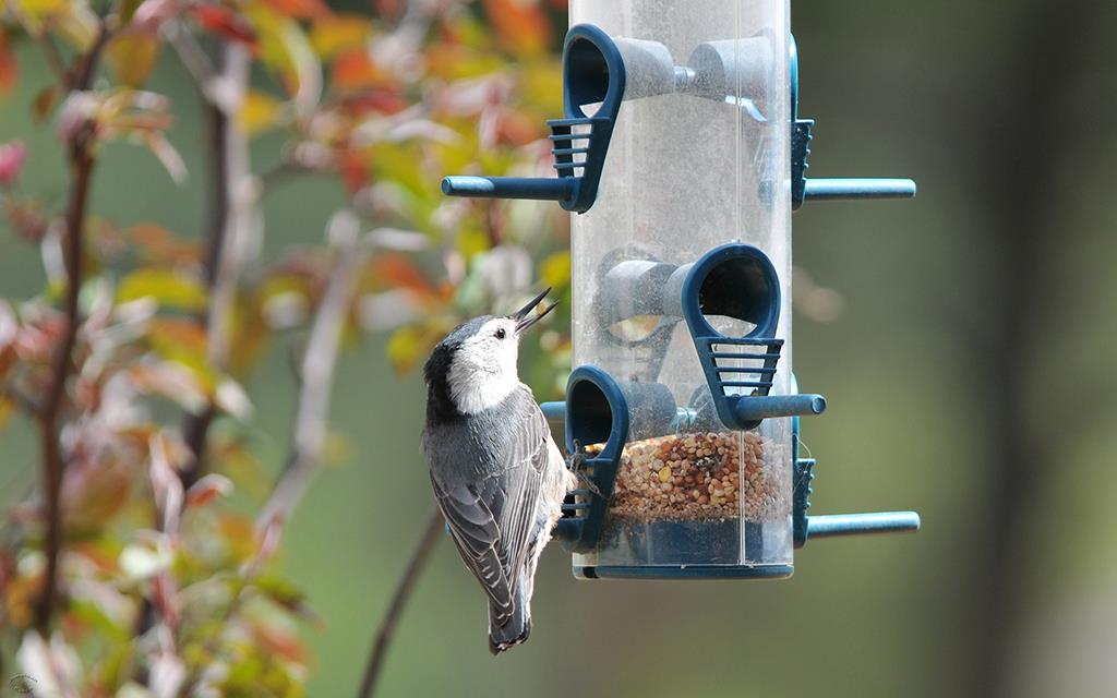 White-Breasted Nuthatch-02