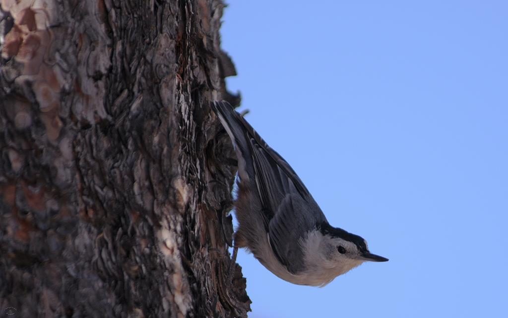 White-Breasted Nuthatch-02 (2)