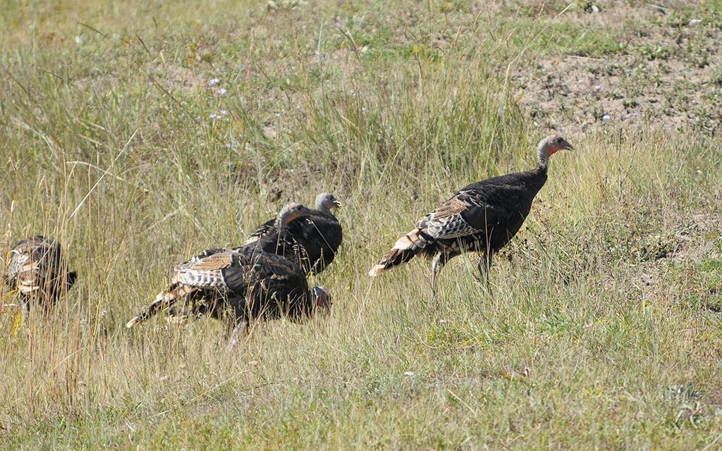 Wild Turkeys-01