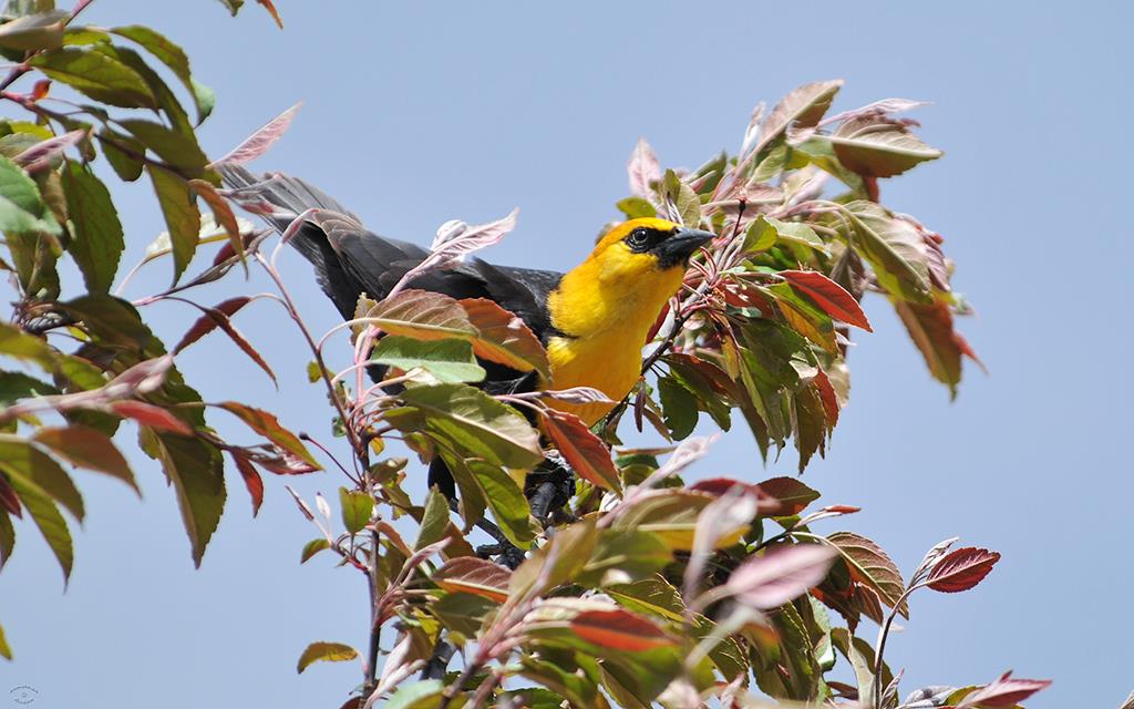 Yellow-headed Blackbird-01