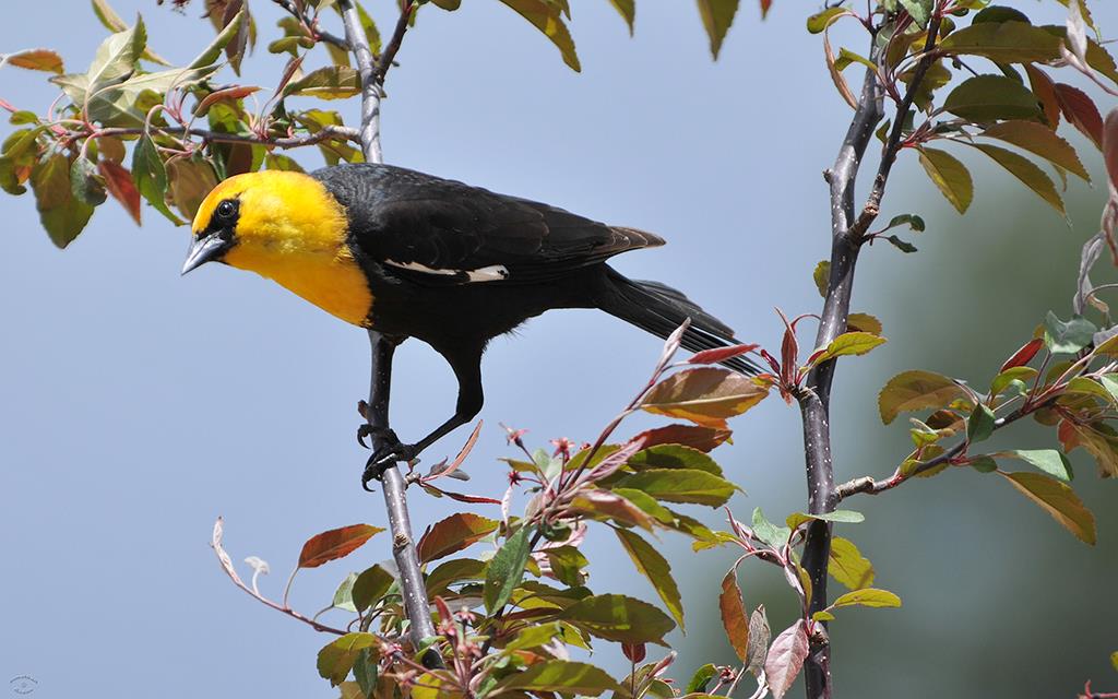 Yellow-headed Blackbird-02