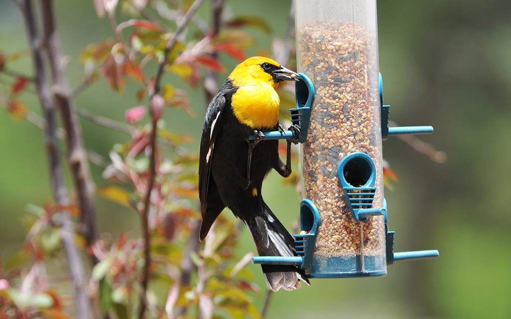 Yellow-headed Blackbird-05