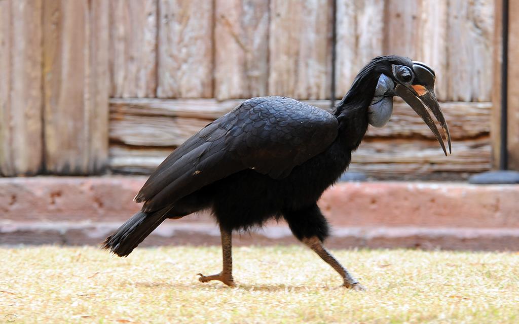 Abbyssinian Ground Hornbill-01