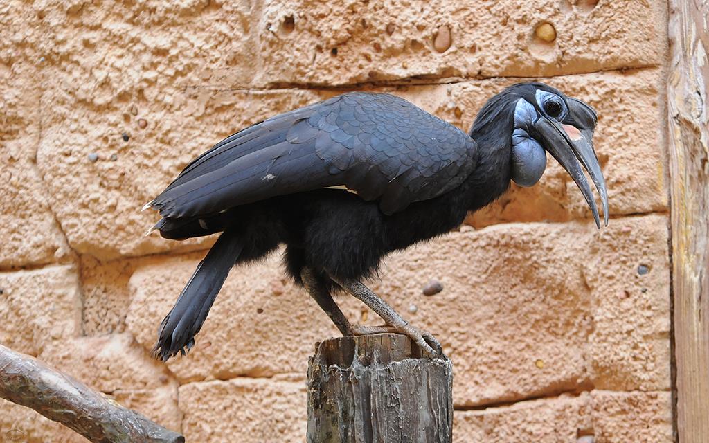 Abbyssinian Ground Hornbill-02