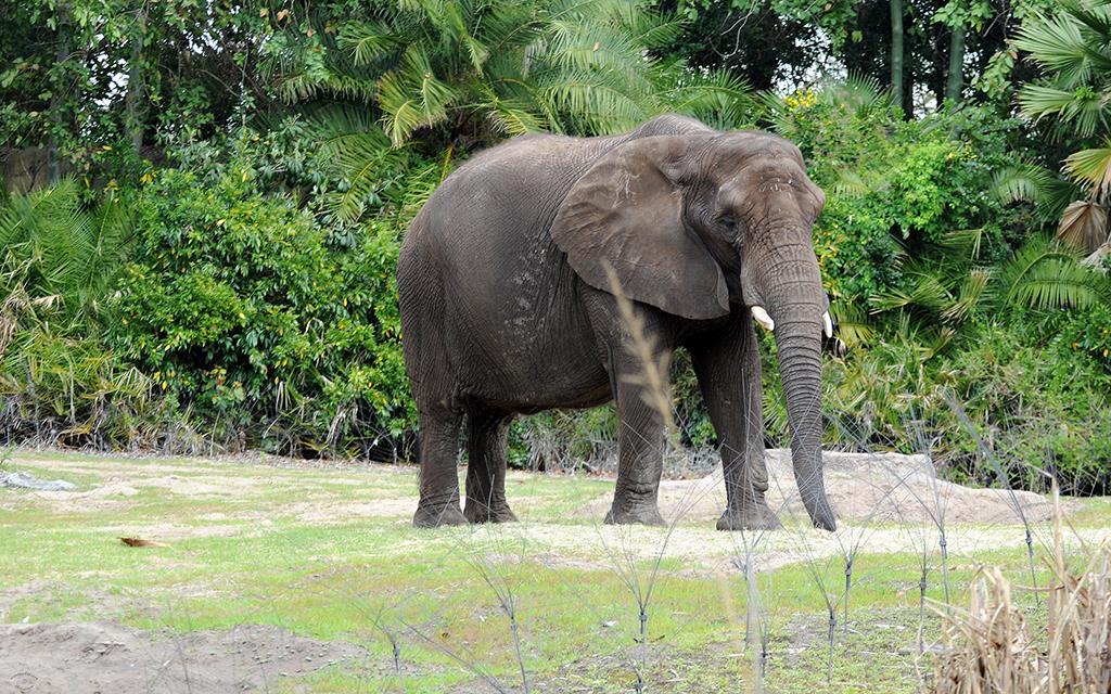 African Elephant-01