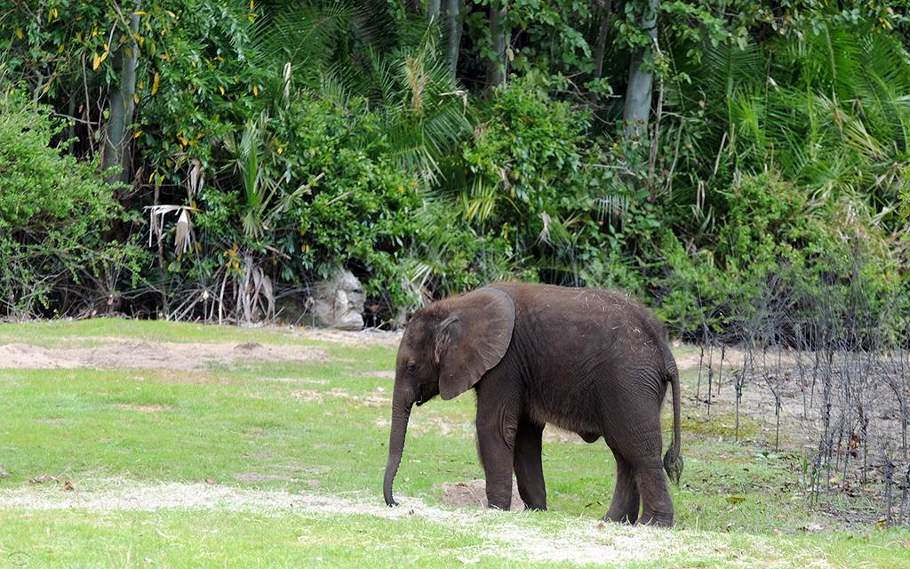 African Elephant-02