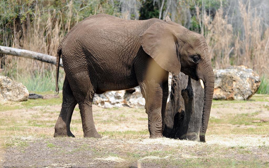 African Elephant-04