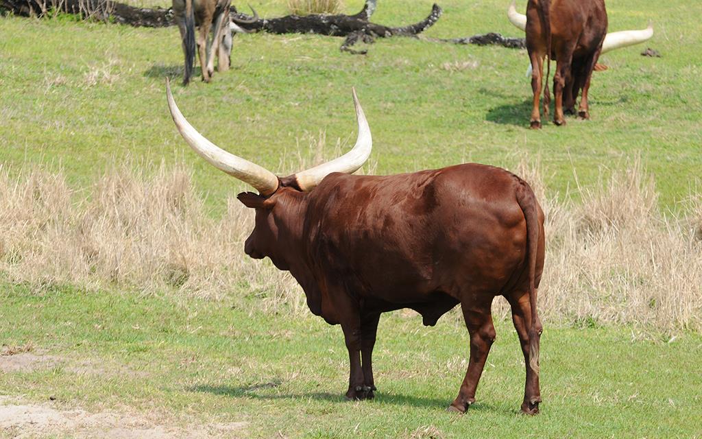 Ankole-Watusi -01