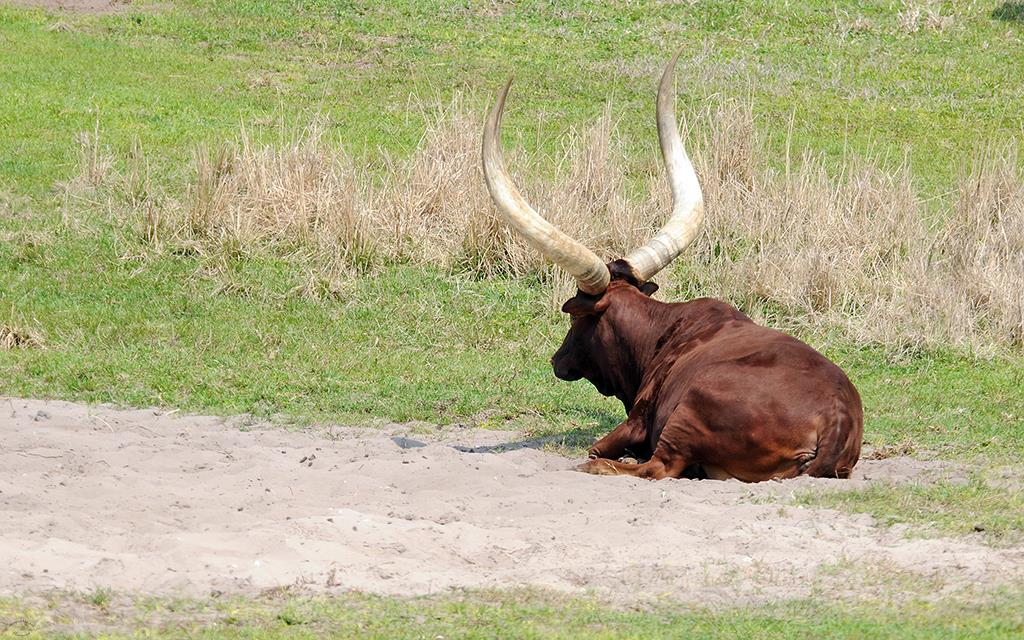 Ankole-Watusi -02