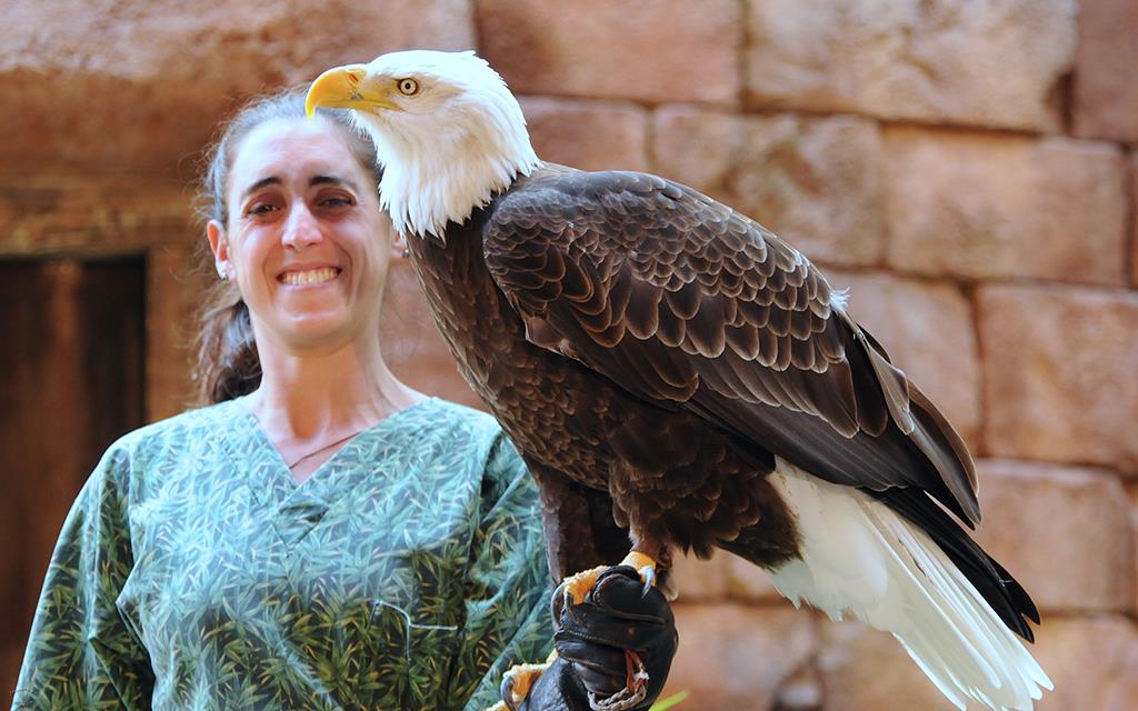 Bald Eagle Zoo-01