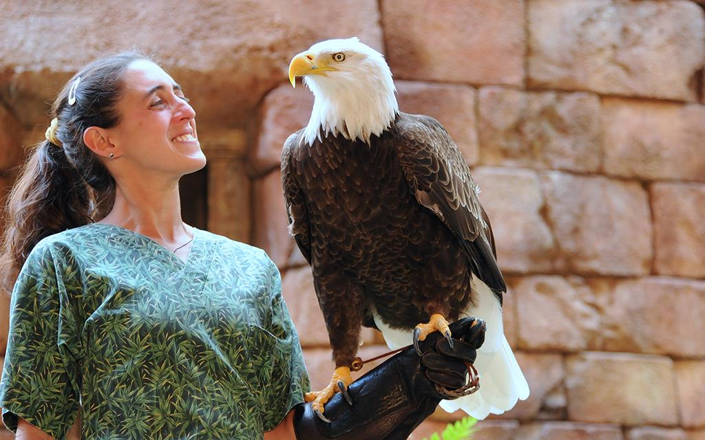 Bald Eagle Zoo-02