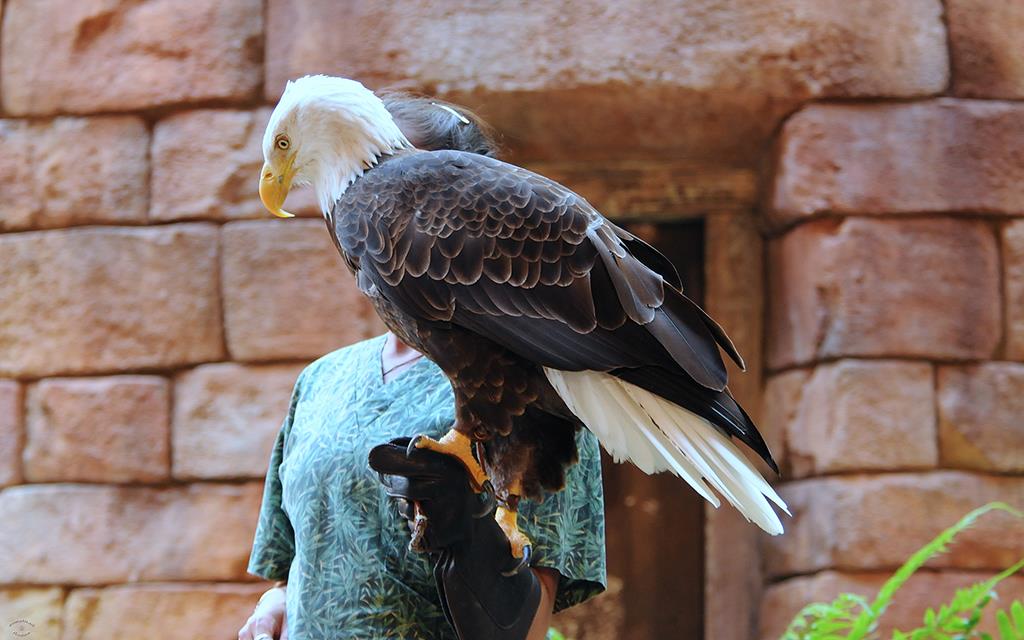 Bald Eagle Zoo-03