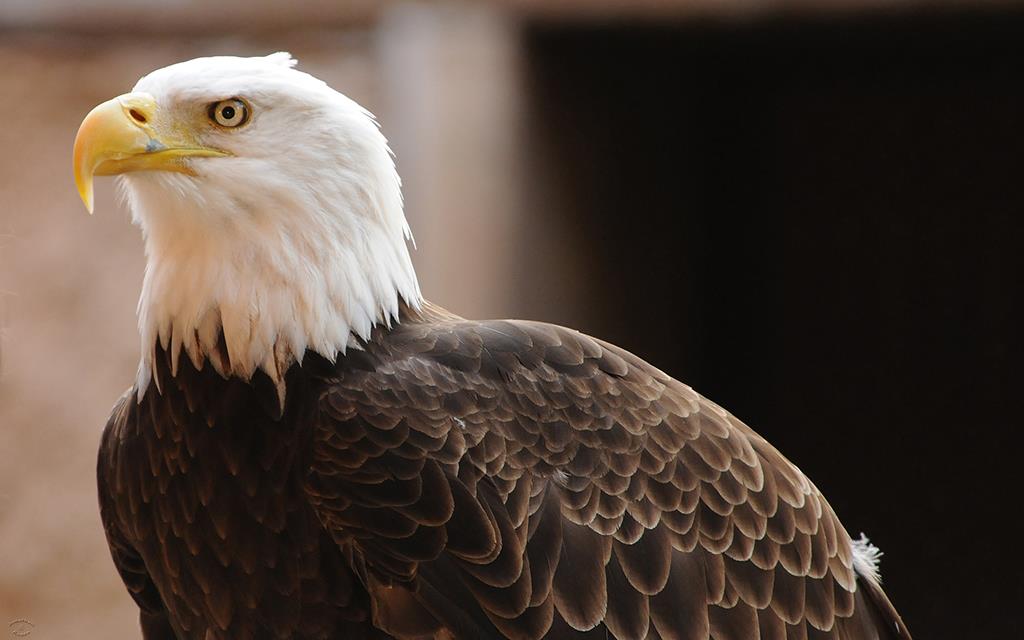 Bald Eagle Zoo-04