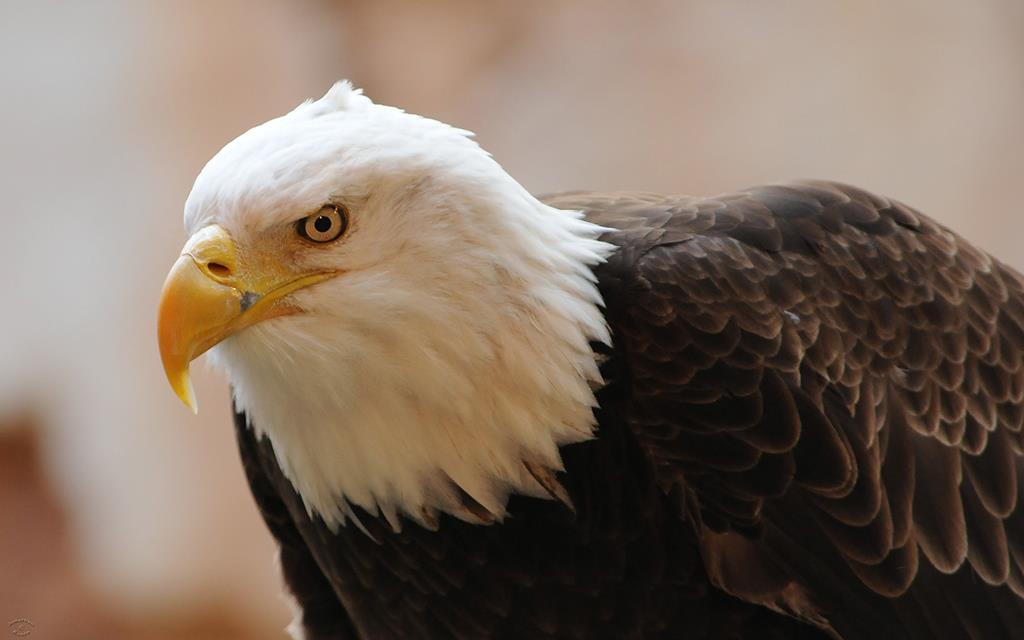 Bald Eagle Zoo-05