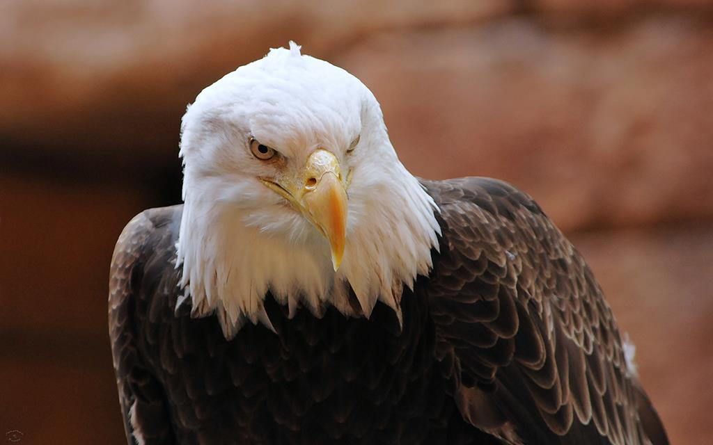 Bald Eagle Zoo-06