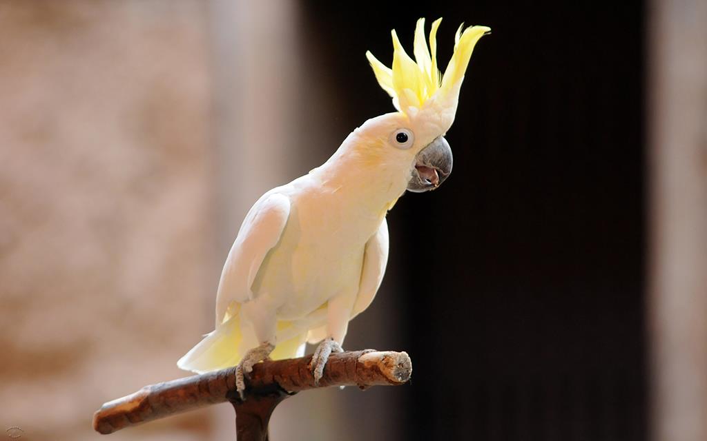 Cockatoo-01