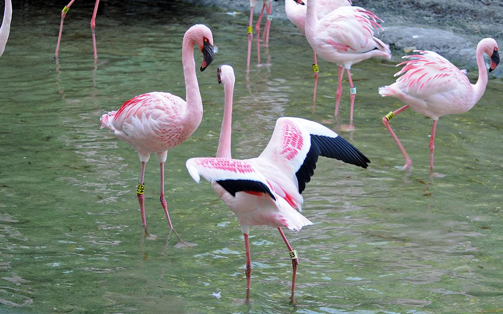 Flamingos-03