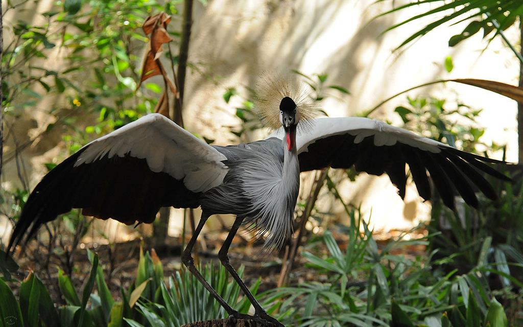 Grey Crowned Crane-01