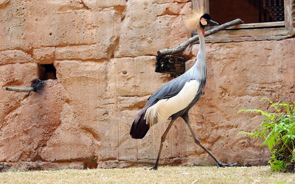 Grey Crowned Crane-02