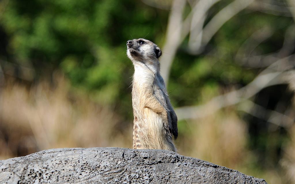 Meerkat-01