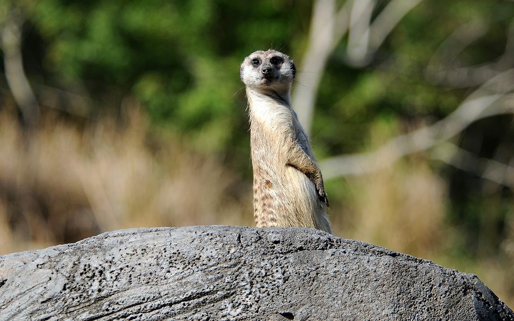 Meerkat-02