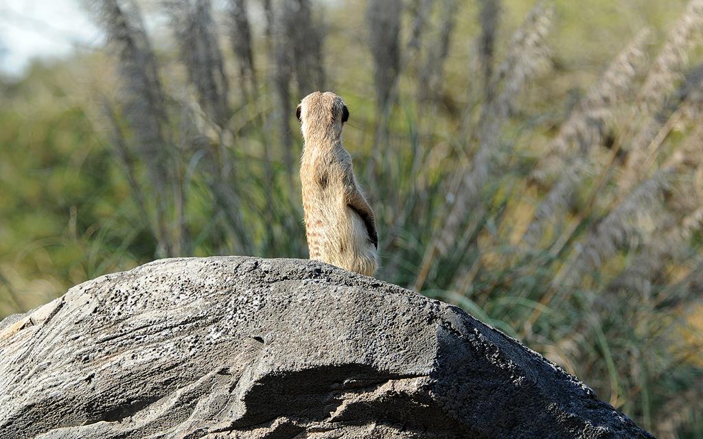 Meerkat-03