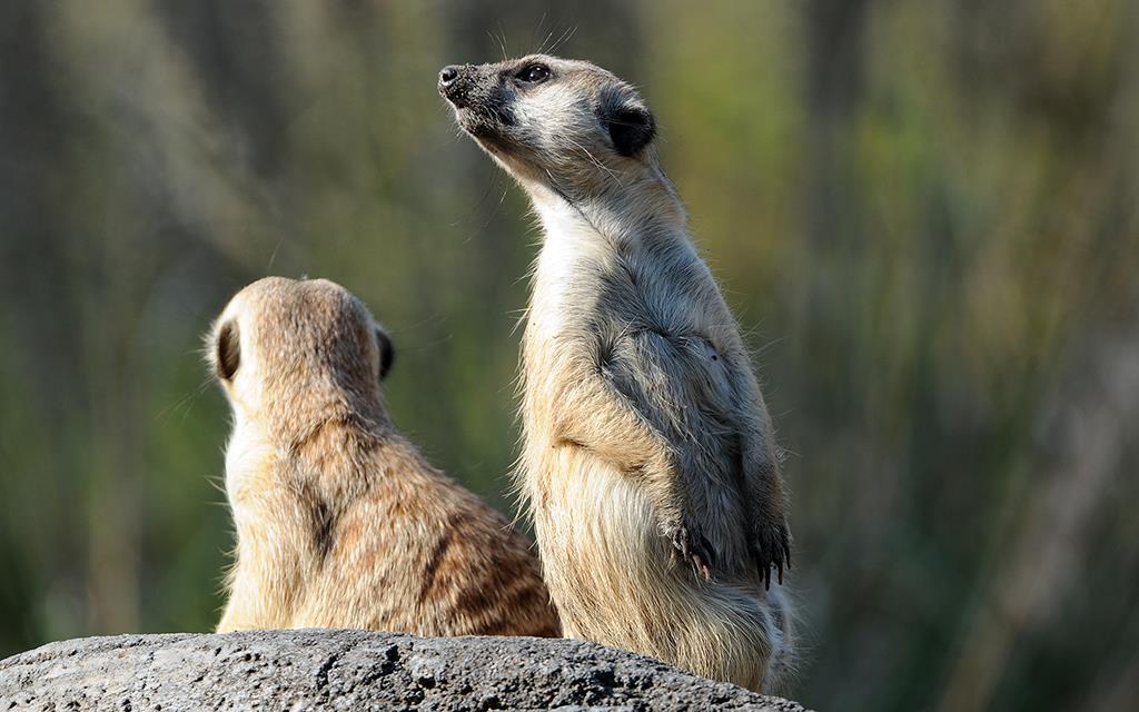 Meerkat-04