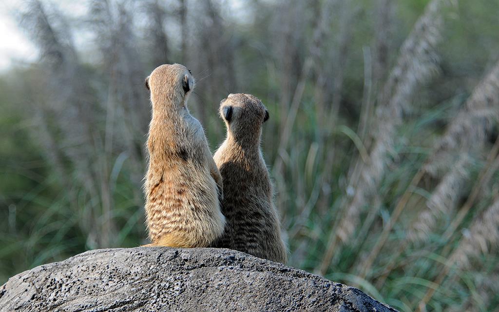 Meerkat-05