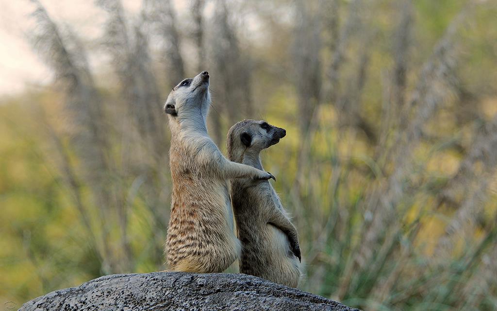 Meerkat-06