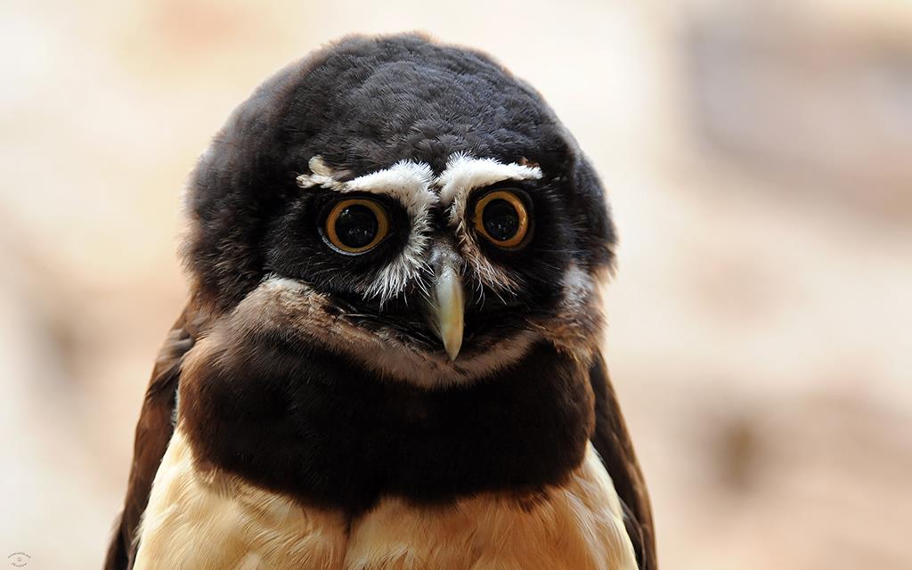 Spectacled Owl-01