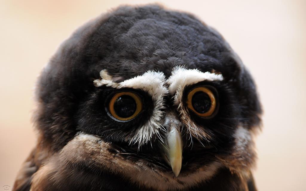 Spectacled Owl-02