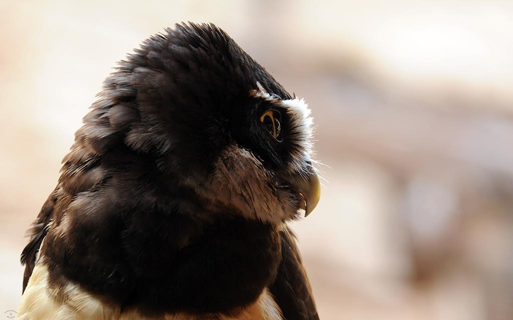 Spectacled Owl-04