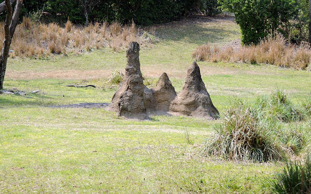 Termite Mound-01