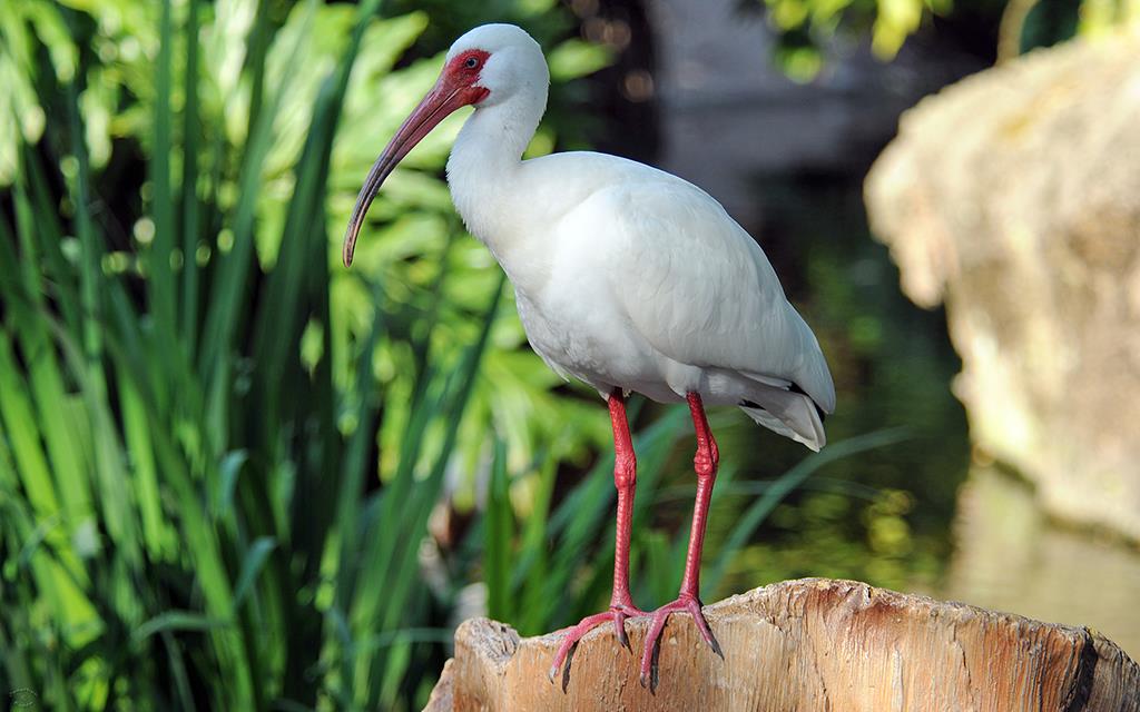 White Ibis-01