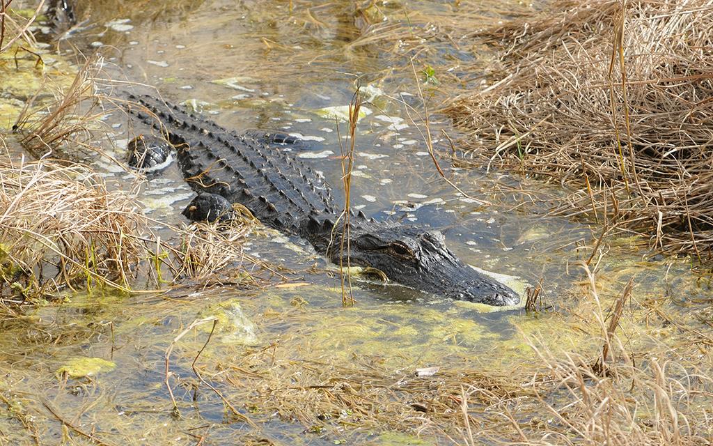 American Alligator-01