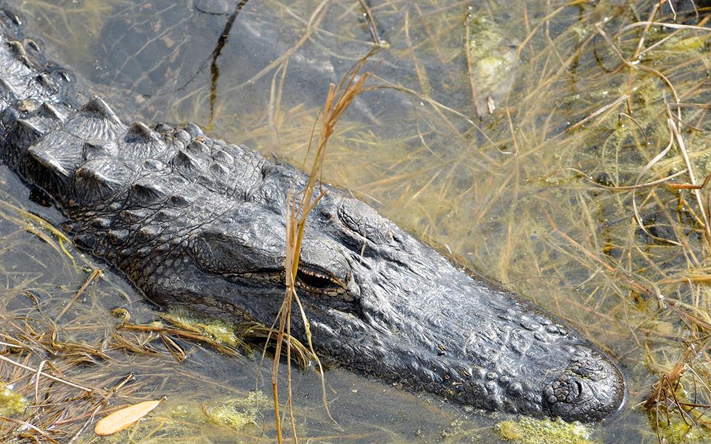 American Alligator-02