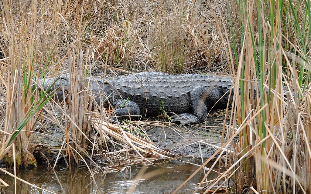 American Alligator-05