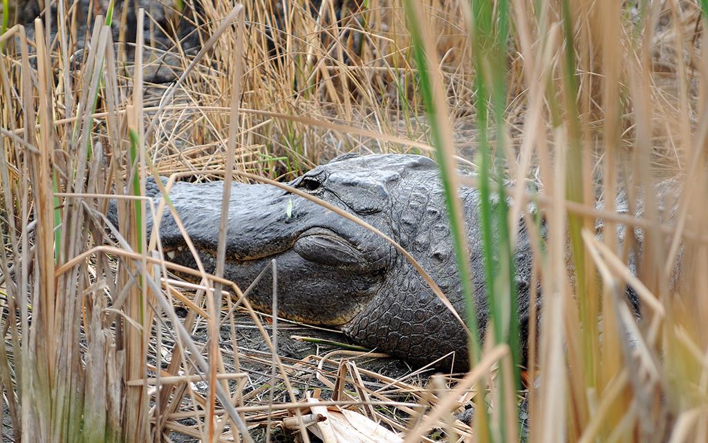 American Alligator-06