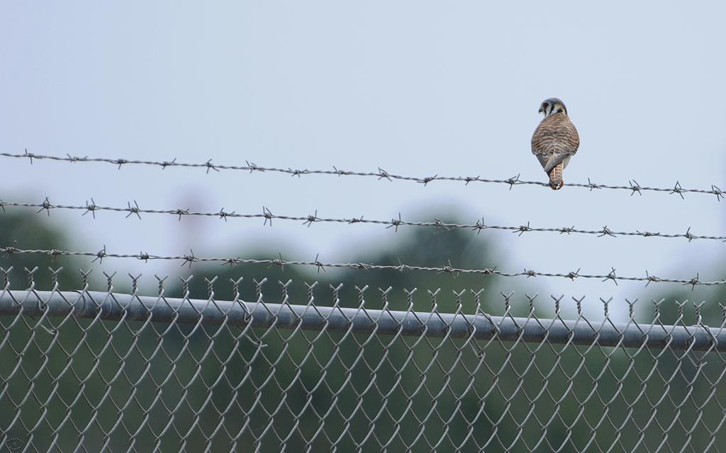 American Kestral-01