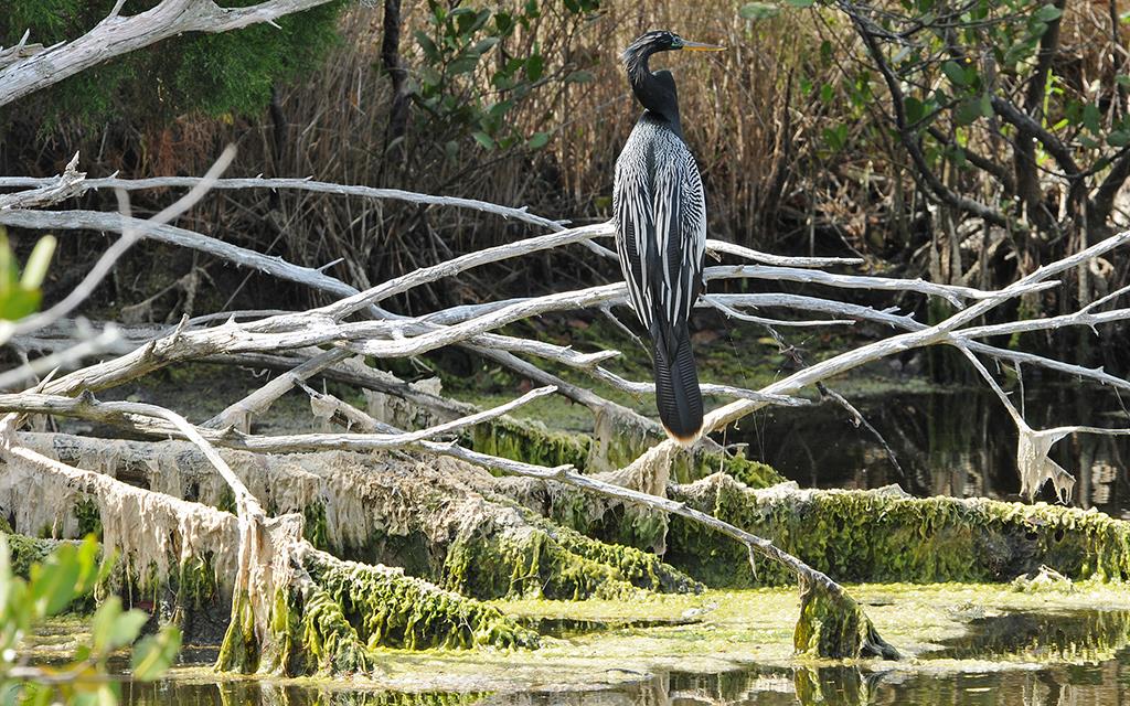 Anhinga-01