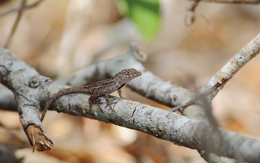 Brown Anole Lizard KSC-01