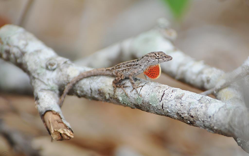 Brown Anole Lizard KSC-02