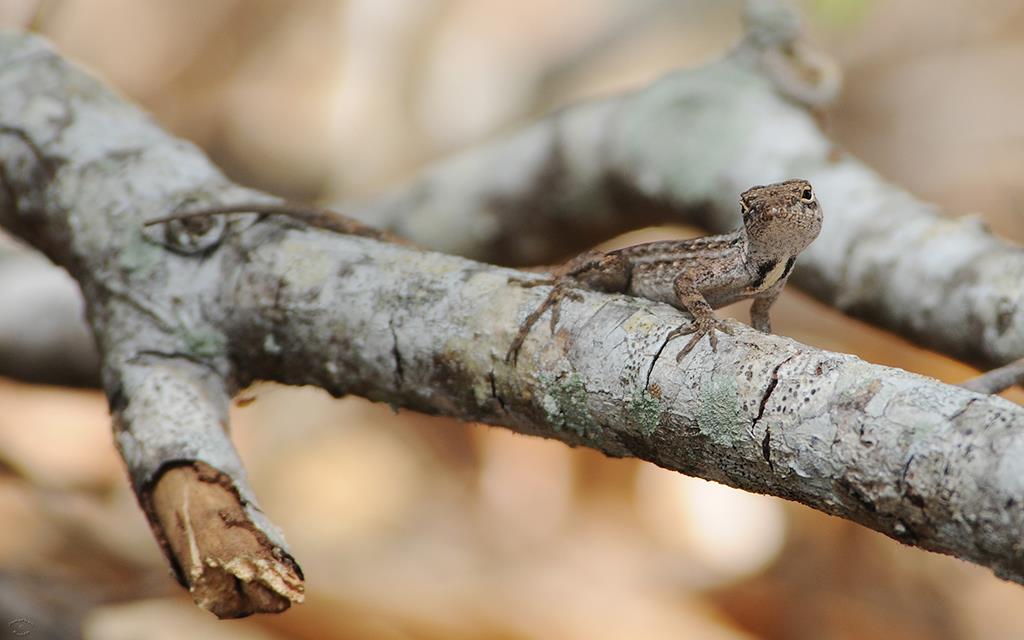 Brown Anole Lizard KSC-03