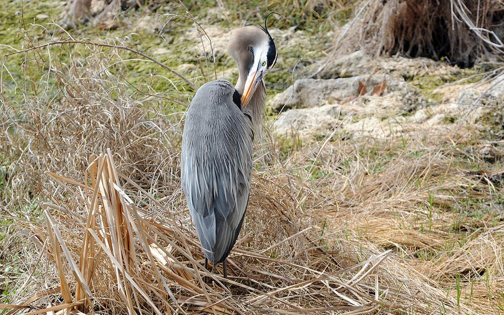 Great Blue Heron-01