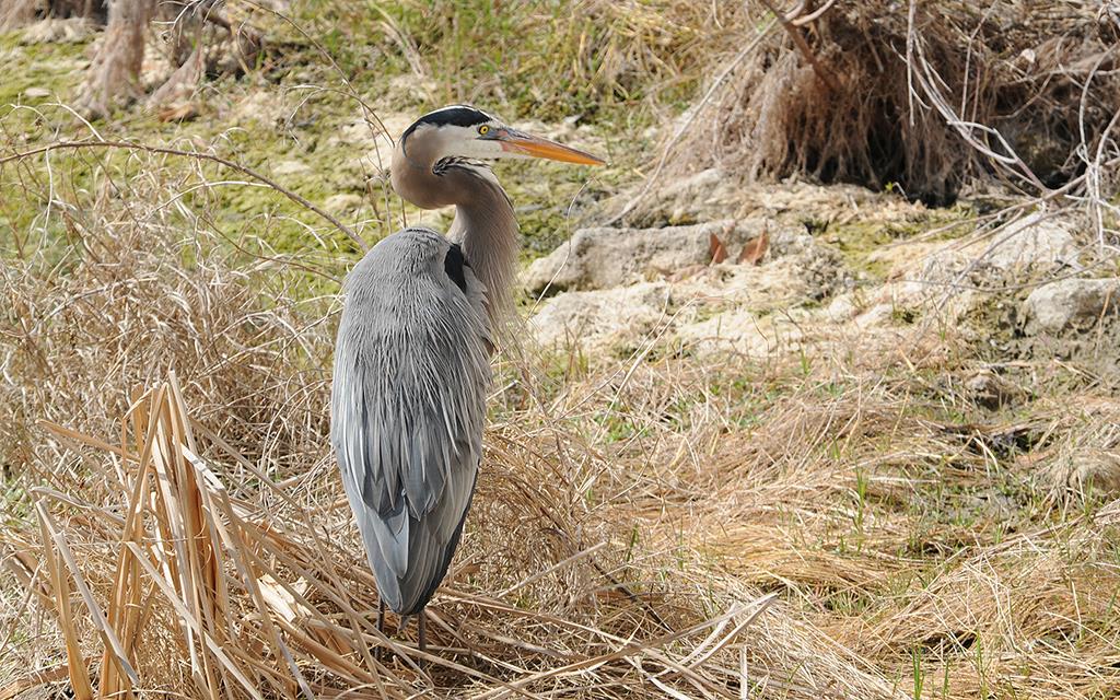 Great Blue Heron-02