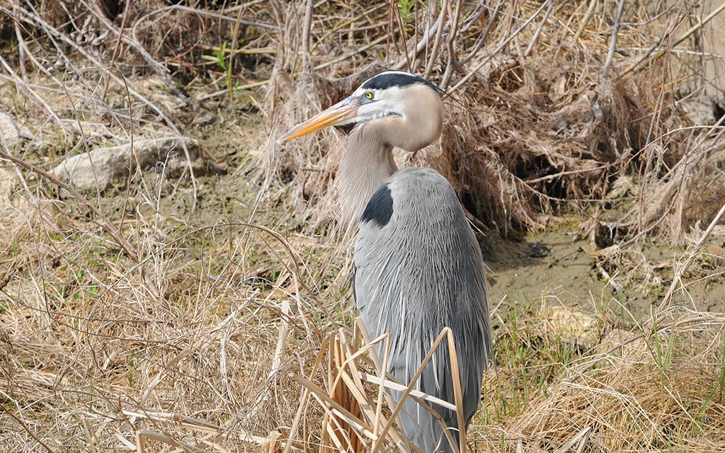 Great Blue Heron-03