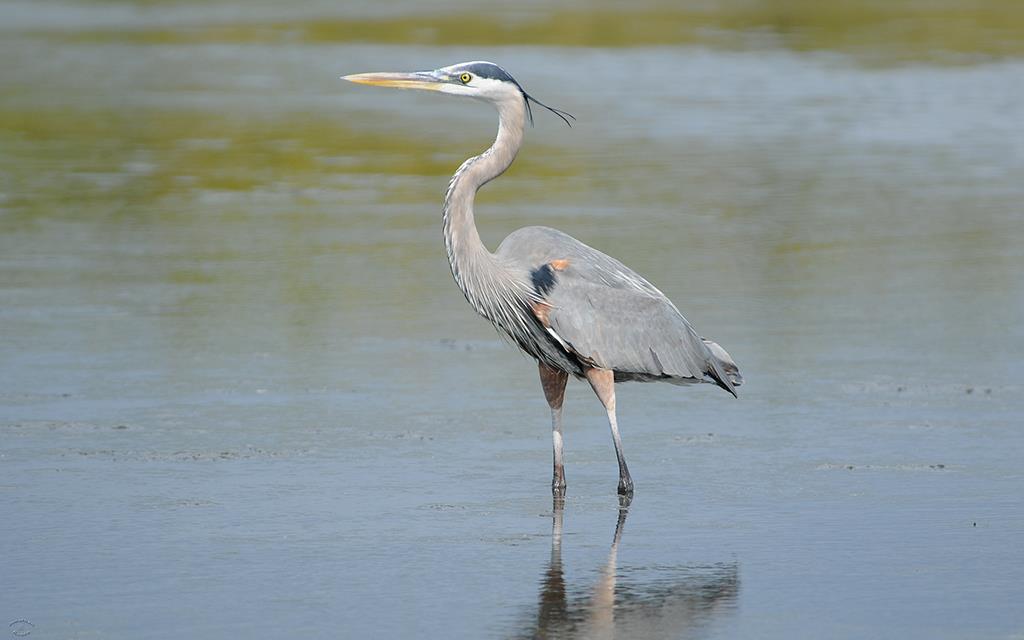 Great Blue Heron-04